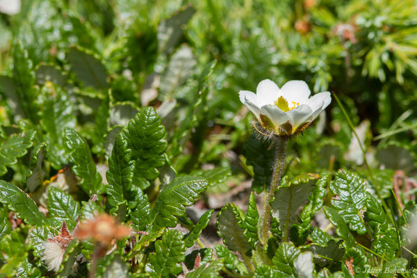Dryade à huit pétales — Dryas octopetala L., 1753