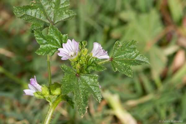 Mauve à petites fleurs — Malva parviflora L., 1753, (Ouzoud (Béni Mellal-Khénifra), Maroc, le 19/02/2023)