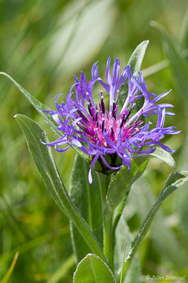 Bleuet des montagnes — Cyanus montanus (L.) Hill, 1768, (Col du Pourtalet, Laruns (64), France, le 22/06/2019)