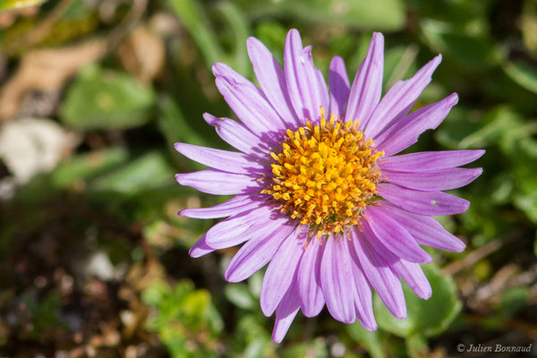 Aster des Alpes — Aster alpinus L., 1753, (Station de ski de Gourette, Eaux-Bonnes (64), France, le 11/08/2021)