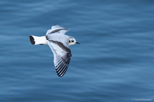 Mouette pygmée — Hydrocoloeus minutus (Pallas, 1776), (Capbreton (40), France, le 02/12/2022)