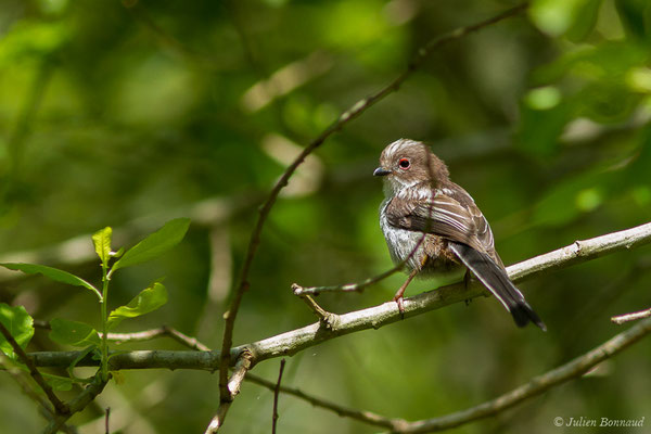 Orite à longue queue — Aegithalos caudatus (Linnaeus, 1758), (juvénile), (Ustaritz (64), France, le 22/05/2019)