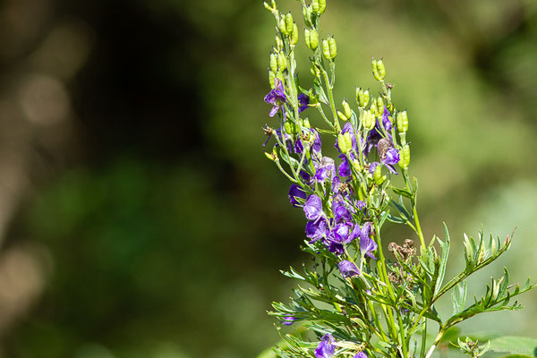 Aconit napel — Aconitum napellus L., 1753