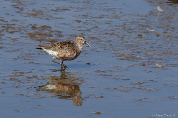 Bécasseau cocorli — Calidris ferruginea (Pontoppidan, 1763)