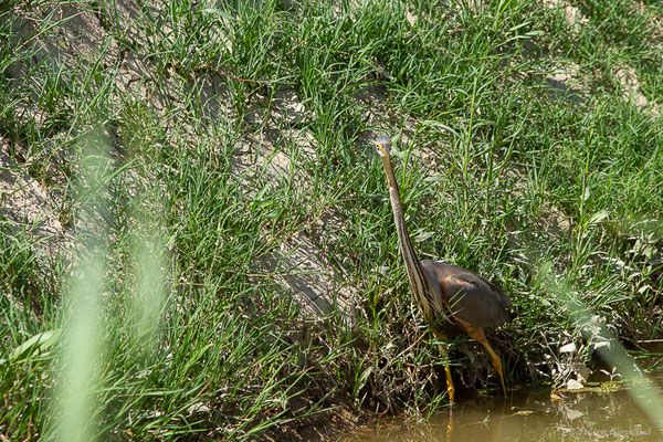 Héron pourpré — Ardea purpurea Linnaeus, 1766, (Parc Naturel du Delta de l'Ebre (Catalogne), Espagne, le 05/06/2022)