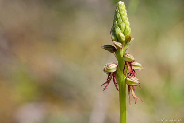 Homme-pendu — Orchis anthropophora (L.) All., 1785