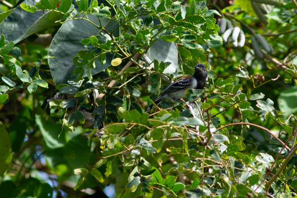 Batara huppé — Sakesphorus canadensis (Linnaeus, 1766), (Mana, Guyane, le 19/08/2016)