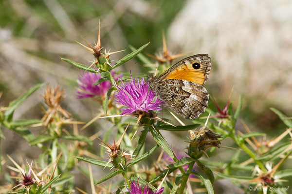 Agreste flamboyant — Hipparchia aristaeus (Bonelli, 1826), (Asco (2B), France, le 10/09/2019)