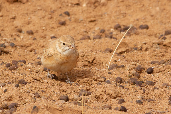 Ammomane élégante — Ammomanes cinctura (Gould, 1839), (Parc national d'Iriqui (Souss-Massa-Draâ, Guelmim-Es Semara), Maroc, le 12/02/2023)