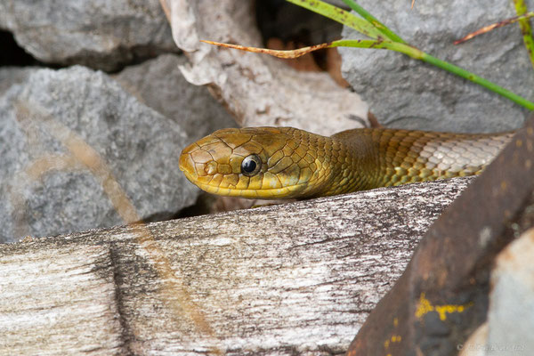 Couleuvre d'Esculape — Zamenis longissimus (Laurenti, 1768)