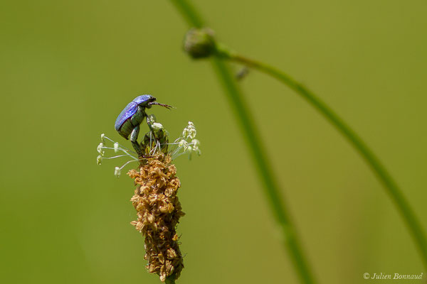 Hoplie bleue (Hoplia coerulea) (Arbus (64), France, le 26/06/2019)