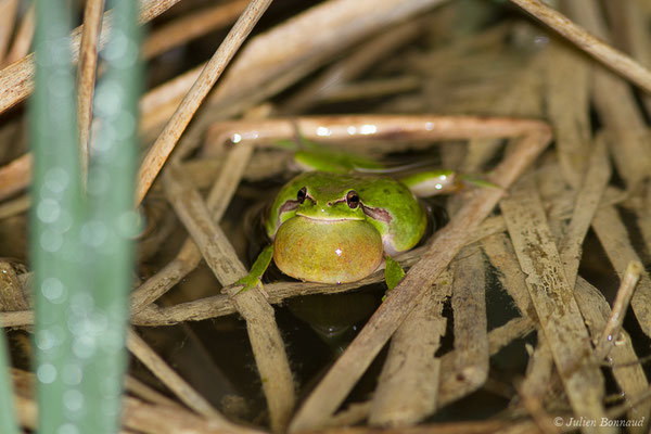 Rainette méridionale — Hyla meridionalis Böttger, 1874