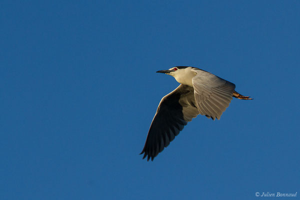 Bihoreau gris — Nycticorax nycticorax (Linnaeus, 1758)