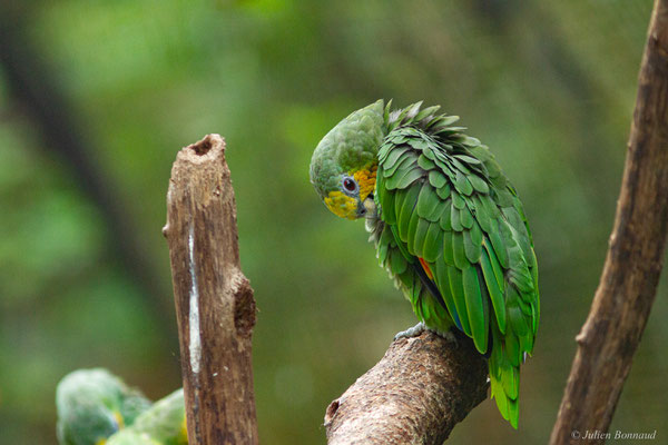 Amazone aourou — Amazona amazonica (Linnaeus, 1766), (Zoo de Guyane, le 30/07/2016)