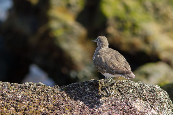 Chevalier guignette — Actitis hypoleucos (Linnaeus, 1758)