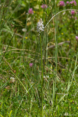 Dactylorhize tacheté — Dactylorhiza maculata (L.) Soó, 1962,