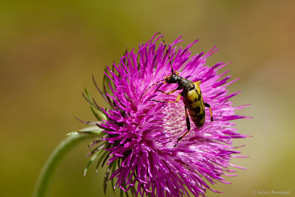 Lepture tacheté – Rutpela maculata (Poda, 1761), (Fort du Portalet, Etsaut (64), France, le 13/06/2022)