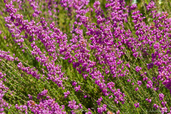 Bruyère cendrée — Erica cinerea L., 1753, (Lacq (64), France, le 16/07/2019)