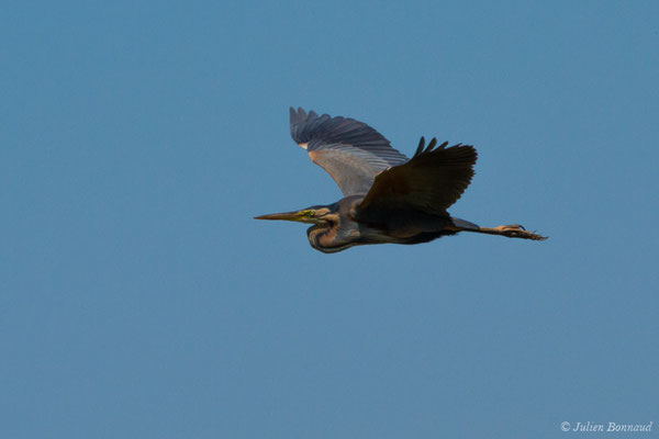 Héron pourpré — Ardea purpurea Linnaeus, 1766, (Saint-Thomas-de-Conac (17), France, le 21/06/2018)