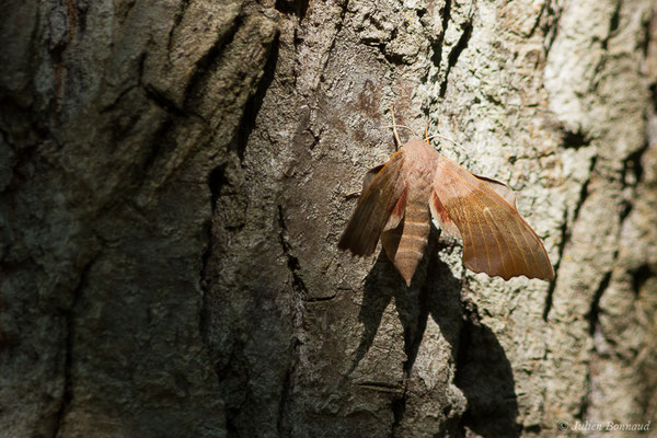 Sphinx du Peuplier — Laothoe populi (Linnaeus, 1758), (Poticcio (2A), France, le 04/09/2019)