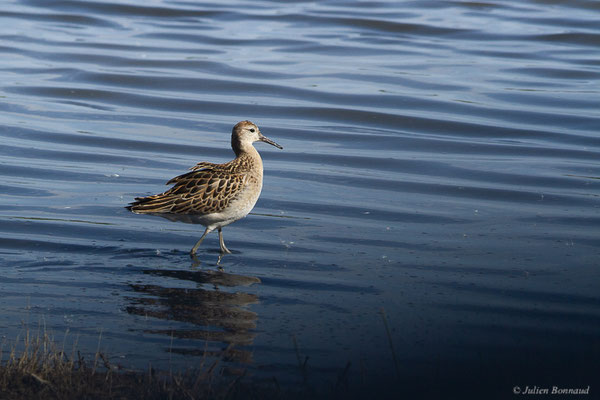 Combattant varié — Calidris pugnax (Linnaeus, 1758), (Réserve ornithologique du Teich (33), France, le 18/10/2022)