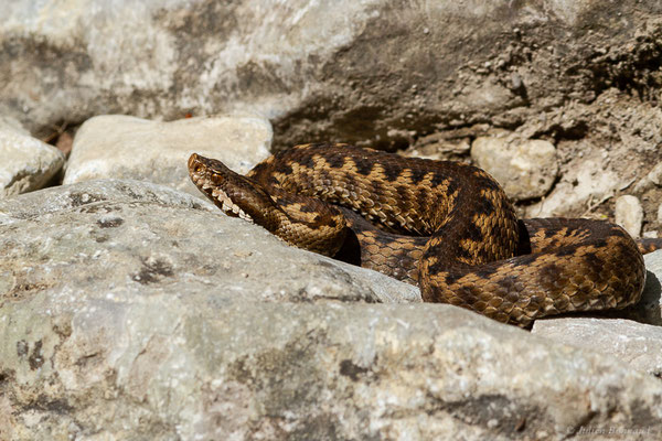 Vipère aspic de Zinniker – Vipera aspis zinnikeri (Kramer, 1958), (Urdos (64), France, le 07/05/2022)