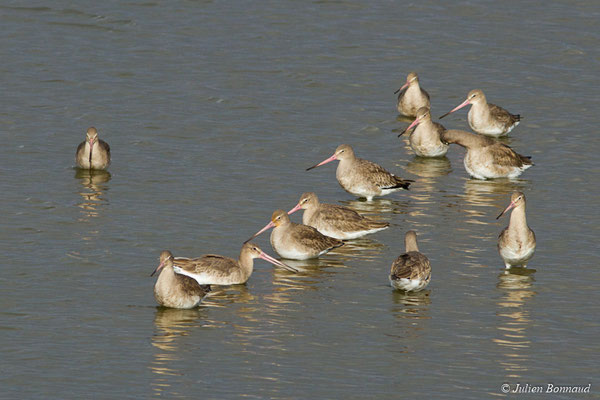 Barge à queue noire — Limosa limosa (Linnaeus, 1758), (réserve ornithologique du Teich (33), France, le 24/01/2018)