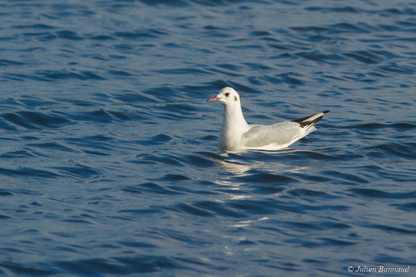 Mouette rieuse — Chroicocephalus ridibundus (Linnaeus, 1766), (adulte en plumage internuptial) (marais de Séné (56), France, le 05/02/2018)
