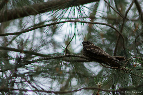 Engoulevent d'Europe – Caprimulgus europaeus Linnaeus, 1758, (mâle adulte) (Monségur (40), France, le 12/05/2020)