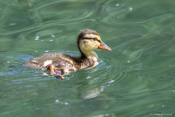 Canard colvert — Anas platyrhynchos Linnaeus, 1758, (canneton) (Parc écologique Plaiaundi, Irun, Espagne, le 05/04/2024)