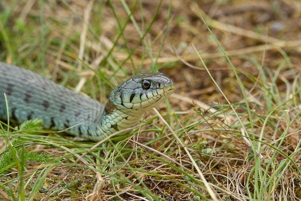 Couleuvre helvétique — Natrix helvetica (Lacepède, 1789)