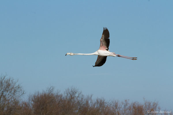 Flamant rose – Phoenicopterus roseus Pallas, 1811, (Parc ornithologique de Pont de Gau (13), France, le 20/02/2020)
