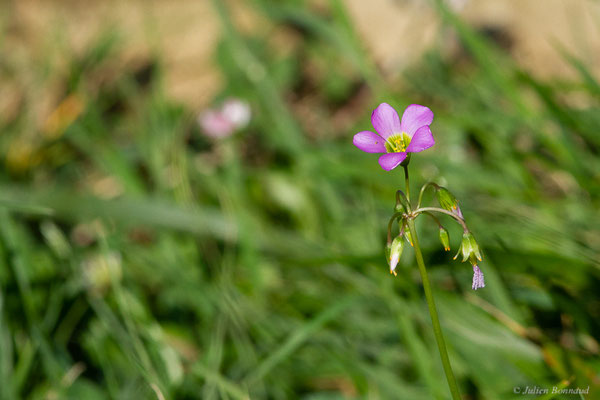 Oxalis à larges feuilles – Oxalis latifolia Kunth, 1822, (Península de Borizu, Celorio-Llanes (Asturies), Espagne, le 08/07/2022)