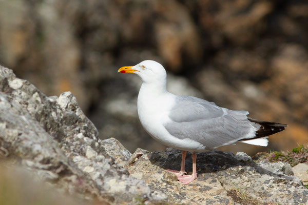 Goéland argenté — Larus argentatus Pontoppidan, 1763, (Cap Fréhel, Plévenon (22), France, le 06/07/2021)