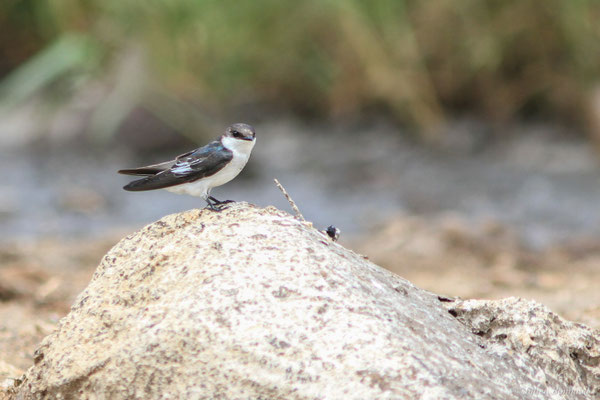 Hirondelle à ailes blanches — Tachycineta albiventer (Boddaert, 1785)