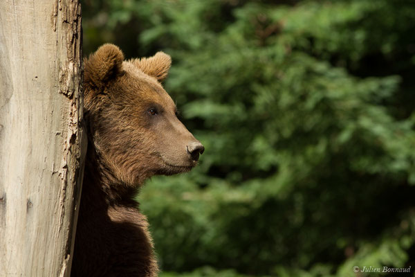 Ours brun – Ursus arctos Linnaeus, 1758, (individu âgé de 3 ans) (Parc animalier des pyrénées, Argelès-Gazost (65), France, le 01/04/2018)