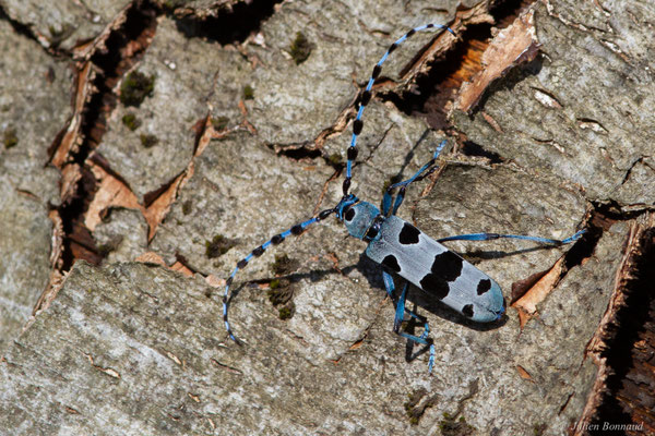 Rosalie des Alpes — Rosalia alpina (Linnaeus, 1758), (Bedous (64), France, le 03/08/2025)