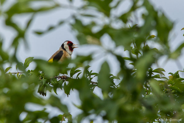 Chardonneret élégant — Carduelis carduelis (Linnaeus, 1758), (Ossun (65), France, le 13/11/2019)