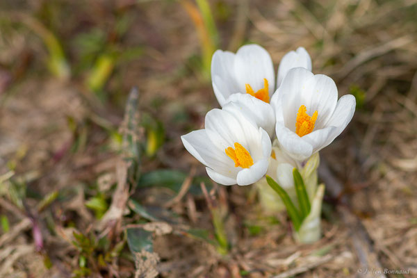 Crocus printanier — Crocus vernus (L.) Hill, 1765