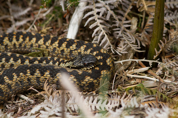 Vipère péliade – Vipera berus (Linnaeus, 1758) (Pointe de Dinan, Crozon (29), France, le 08/07/2021)