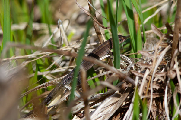 Lézard vivipare — Zootoca vivipara vivipara (Jacquin, 1787)