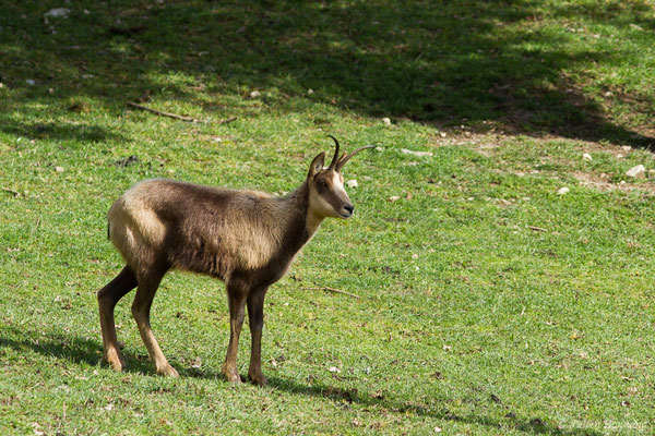 Isard – Rupicapra pyrenaica (Hermann, 1780), (Parc animalier des pyrénées, Argelès-Gazost (65), France, le 01/04/2018)