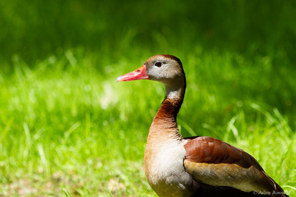 Dendrocygne à ventre noir — Dendrocygna autumnalis (Linnaeus, 1758), (mâle), (Parc animalier de Nahuques, Mont-de-Marsan (40), France, le 10/05/2023)