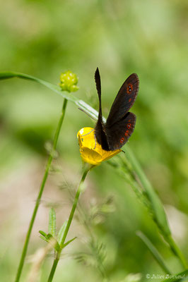 Moiré des Fétuques — Erebia meolans (Prunner, 1798), (Sers (65), France, le 07/06/2019)