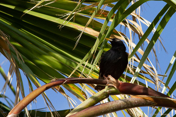 Étourneau sansonnet — Sturnus vulgaris Linnaeus, (Parc Naturel du Delta de l'Ebre (Catalogne), Espagne, le 07/06/2022)