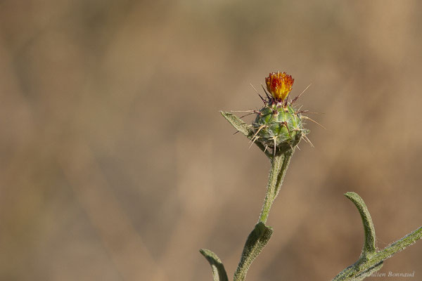 Centaurée de Malte — Centaurea melitensis L., 1753, (Tindaya, Fuerteventura, (Iles Canaries, Espagne), le 18/02/2022)