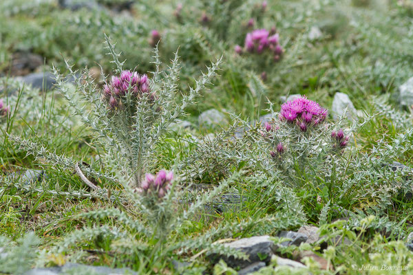 Chardon fausse-Carline — Carduus carlinoides Gouan, 1773