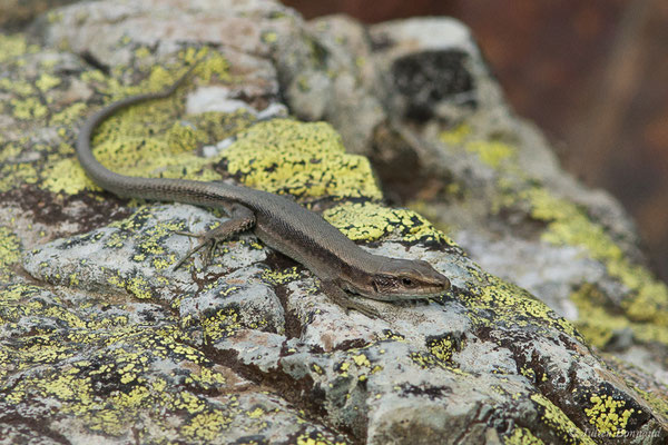 Lézard de Bonnal — Iberalacerta bonnali (Lantz, 1927), (Station de ski de Gourette, Eaux Bonnes (65), France, le 29/07/2020)