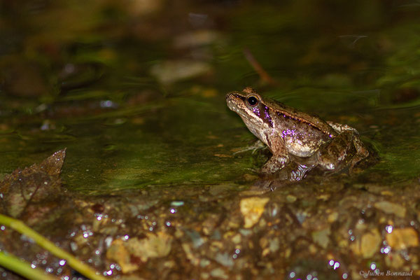 Grenouille Ibérique — Rana iberica Boulenger, 1879