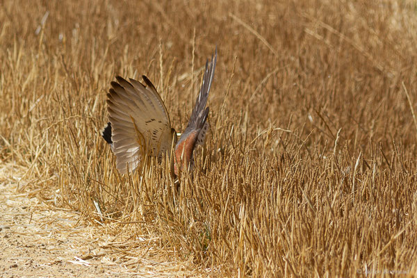 Faucon crécerellette — Falco naumanni Fleischer, JG, 1818, (Fuentes de Nava, Palencia (Castille-et-León), Espagne, le 04/07/2022)